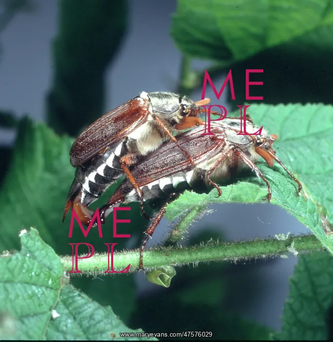 : Melolontha melolontha, mating cockchafers : Melolontha melolontha, mating cockchafers