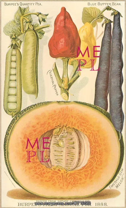  : Melon, Beans and Peppers