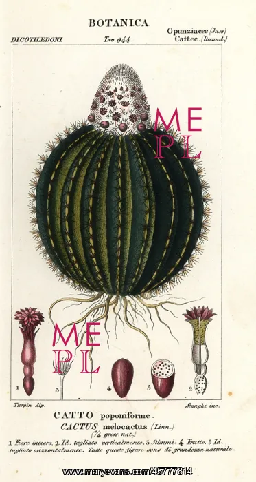 : Melon cactus, Melocactus caroli-linnaei : Melon cactus, Melocactus caroli-linnaei