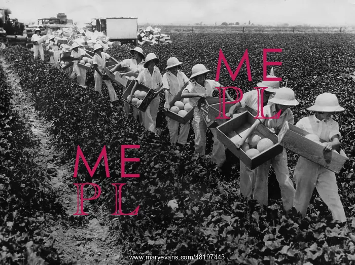 : Melon crop in California, 1928 : Melon crop in California, 1928