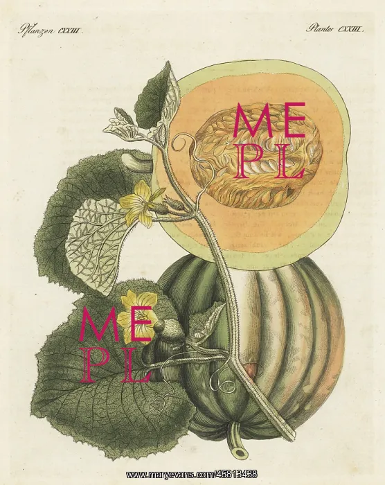 : Melon, Cucumis melo : Melon, Cucumis melo