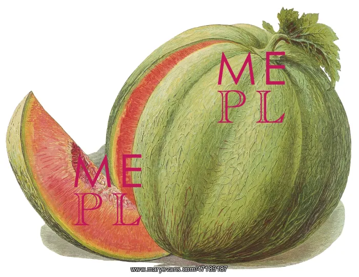 : Melon with Slice Removed : Melon with Slice Removed