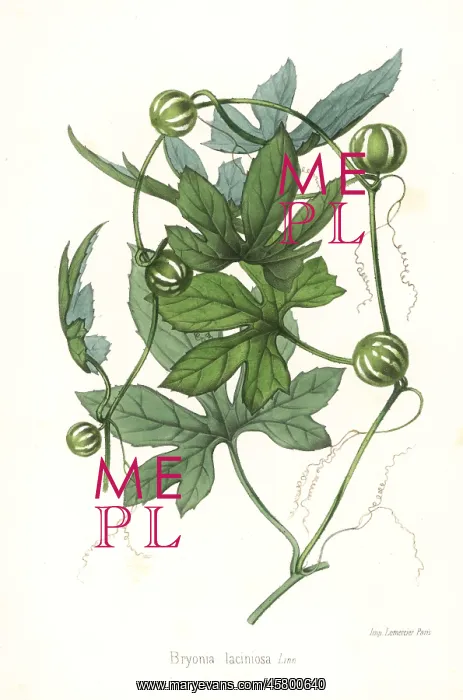 : Melonleaf gourd, Cayaponia laciniosa : Melonleaf gourd, Cayaponia laciniosa