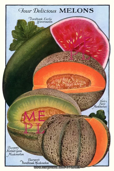  : Four Melons