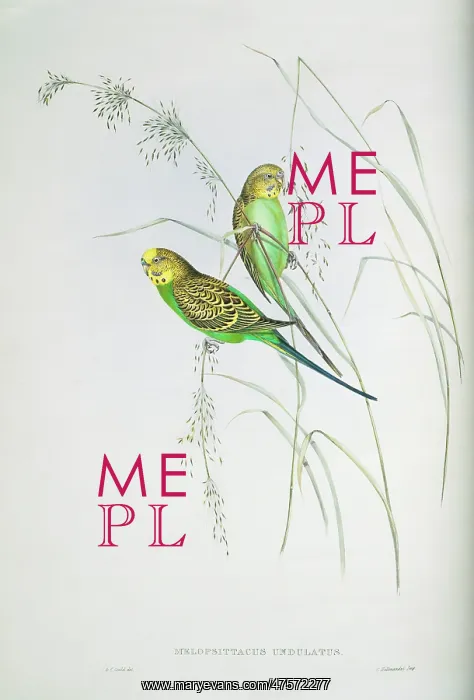 : Melopsittacus undulatus, budgerigar : Melopsittacus undulatus, budgerigar