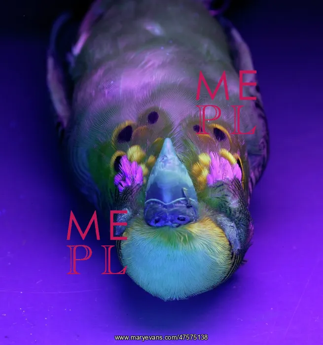 : Melopsittacus undulatus, budgerigar : Melopsittacus undulatus, budgerigar
