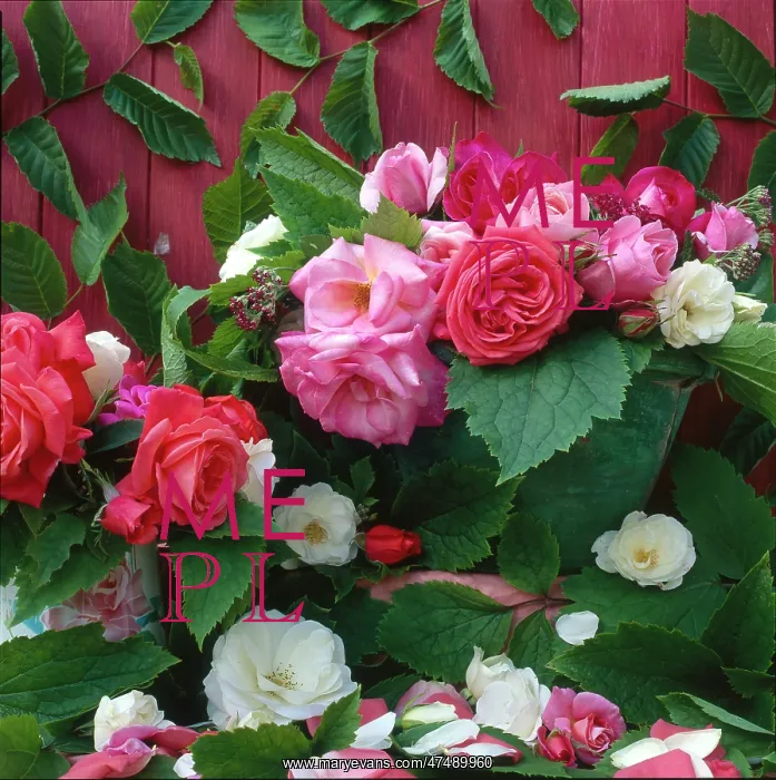 : Melrose Roses ' pink, white & red roses : Melrose Roses ' pink, white & red roses