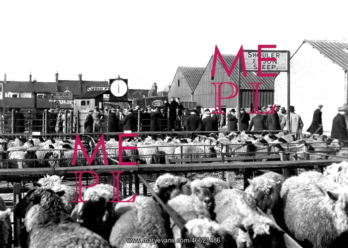  : Melton Mowbray, Sheep Market c1955