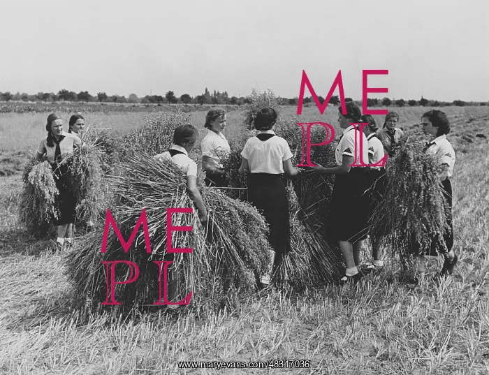 : Members of the BDM doing harvest relief work, 1939 : Members of the BDM doing harvest relief work, 1939