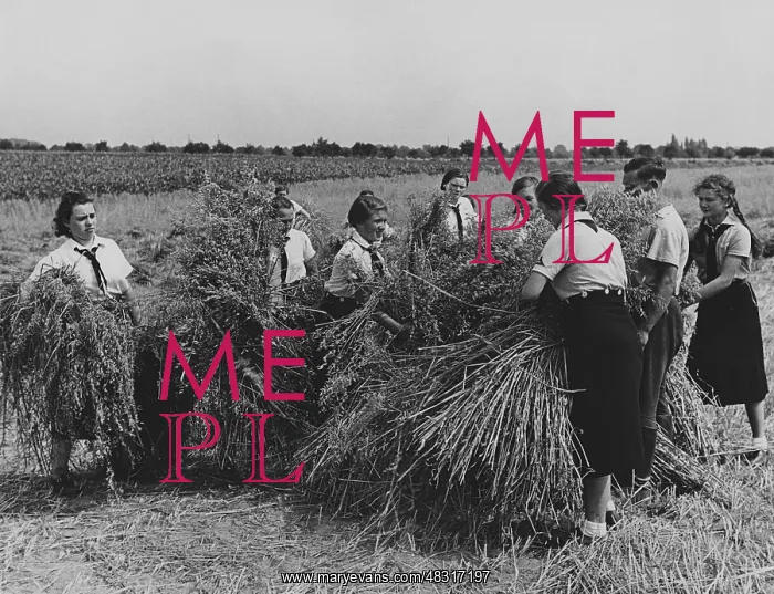 : Members of the BDM doing harvest relief work, 1939 : Members of the BDM doing harvest relief work, 1939