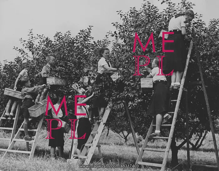 : Members of the BDM doing harvest relief work, 1939 : Members of the BDM doing harvest relief work, 1939
