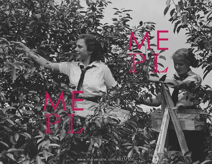 : Members of the BDM doing harvest relief work, 1939 : Members of the BDM doing harvest relief work, 1939