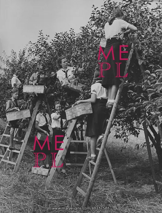 : Members of the BDM doing harvest relief work, 1939 : Members of the BDM doing harvest relief work, 1939