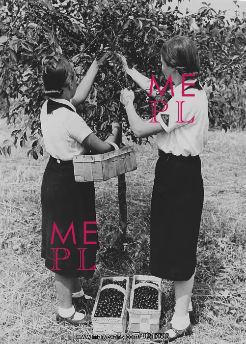 : Members of the BDM doing harvest relief work, 1939 : Members of the BDM doing harvest relief work, 1939