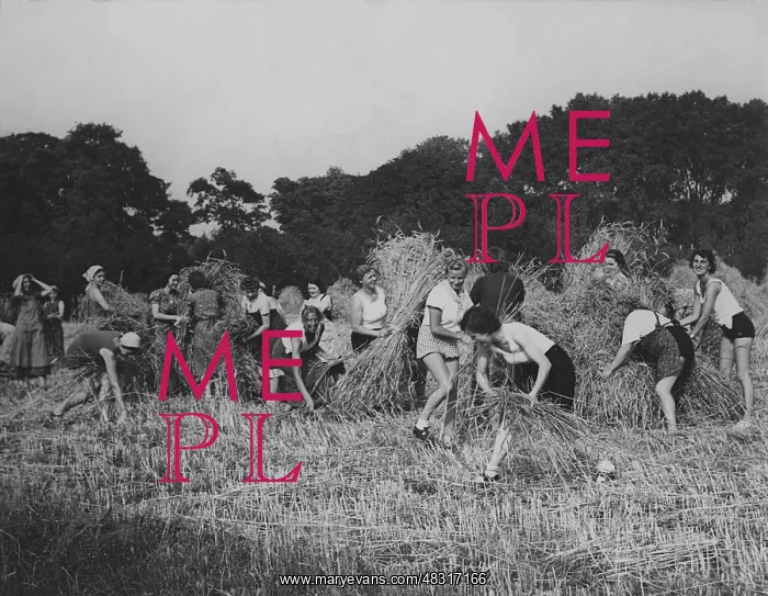 : Members of the BDM help with the harvest, 1939 : Members of the BDM help with the harvest, 1939