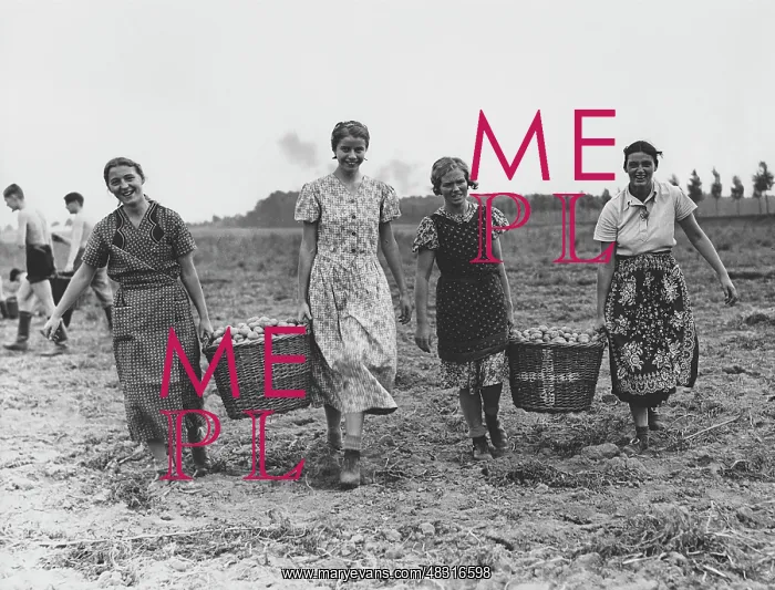 : Members of the BDM helping with the harvest, 1937 : Members of the BDM helping with the harvest, 1937