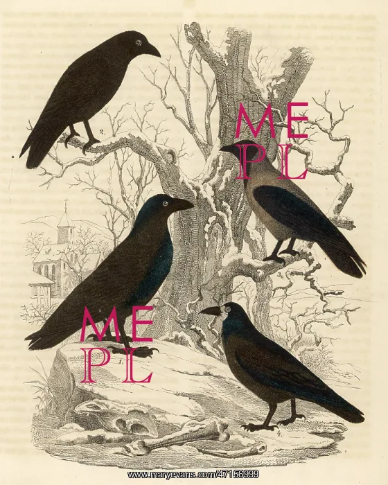 : Four members of the Corvidae family : Four members of the Corvidae family