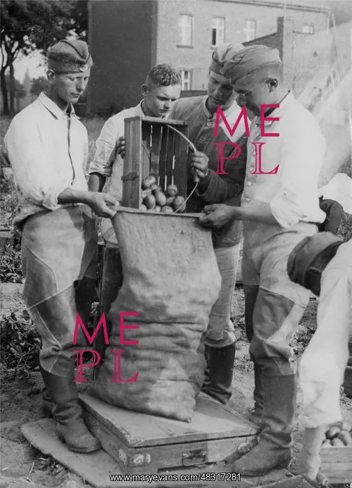 : Members of the RAD harvesting potatoes, 1939 : Members of the RAD harvesting potatoes, 1939