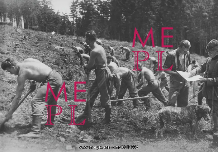 : Members of Rreiwlliger Arbeitsdienst during reforestation : Members of Rreiwlliger Arbeitsdienst during reforestation