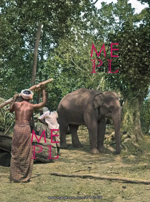 : Men with baby elephant, Sri Lanka : Men with baby elephant, Sri Lanka