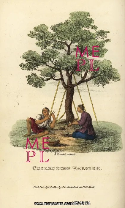 : Men collecting varnish from the Chinese lacquer tree : Men collecting varnish from the Chinese lacquer tree
