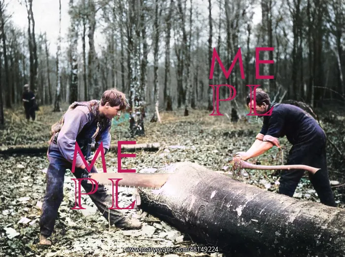 : Two men cross-cutting tree trunk, Western Front, WW1 : Two men cross-cutting tree trunk, Western Front, WW1