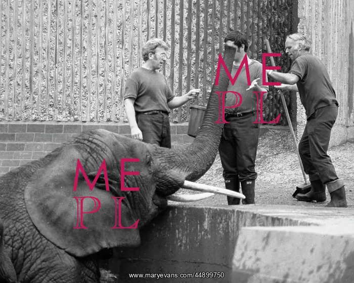  : Three men and an elephant in a zoo