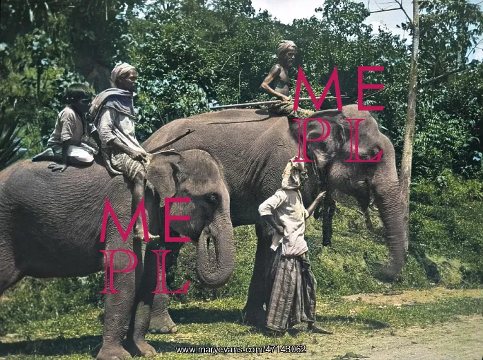  : Men and elephants on the Kandy road, Sri Lanka