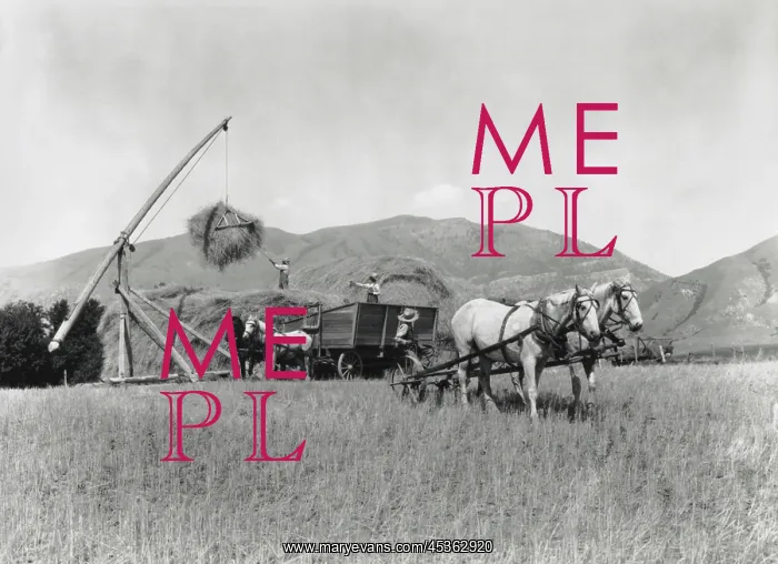 : Three men and four horses loading grain onto a pile : Three men and four horses loading grain onto a pile