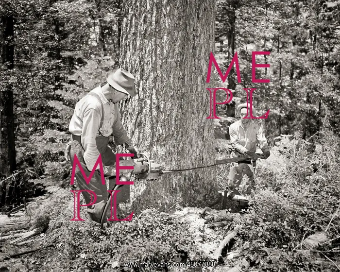 : Two Men Lumberjacks Working Together Using Chain Saw : Two Men Lumberjacks Working Together Using Chain Saw