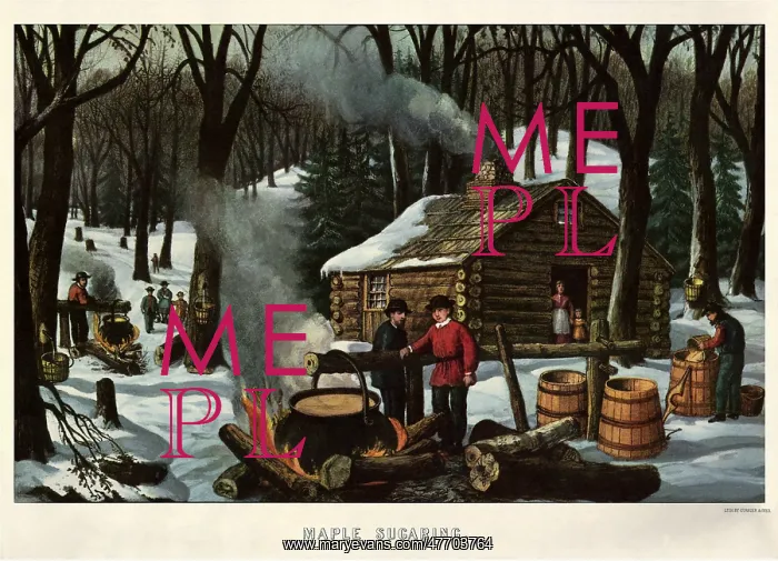 : Men Making Maple Syrup in Woods : Men Making Maple Syrup in Woods