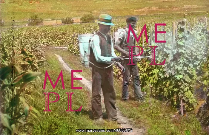 : Men are manuring the grapevines : Men are manuring the grapevines