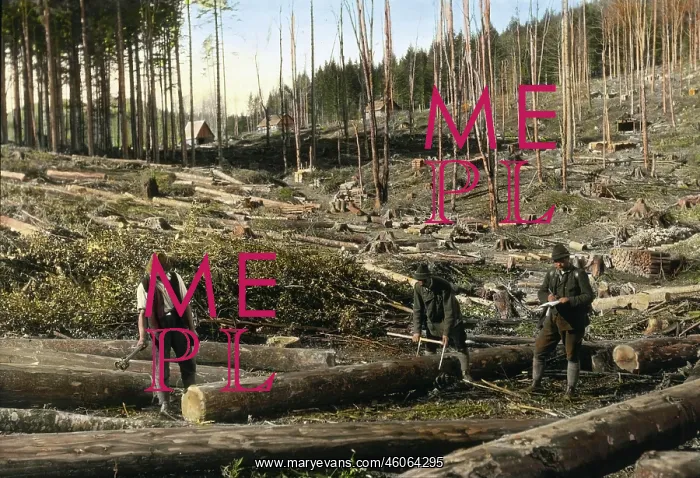 : Three men are measuring the logs : Three men are measuring the logs
