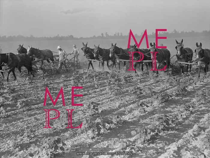 : Men and mules cultivating cotton at the ? : Men and mules cultivating cotton at the ?