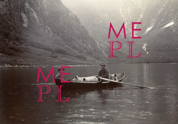 : Two men with pigs on the Esserfjord, Norway : Two men with pigs on the Esserfjord, Norway