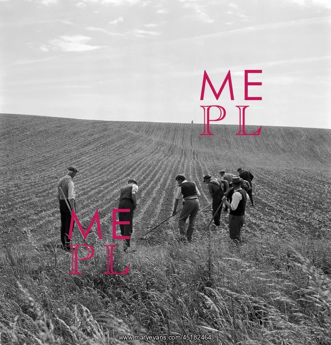 : Men Ploughing Field : Men Ploughing Field