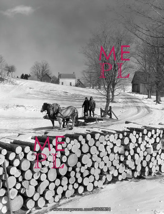 : Two Men Riding on Firewood Sleigh Pulled by Team of Horses : Two Men Riding on Firewood Sleigh Pulled by Team of Horses