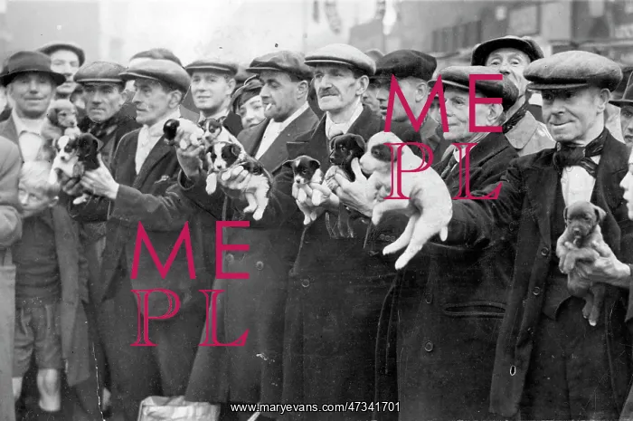 : MEN SELL PUPS CLUB-ROW : MEN SELL PUPS CLUB-ROW