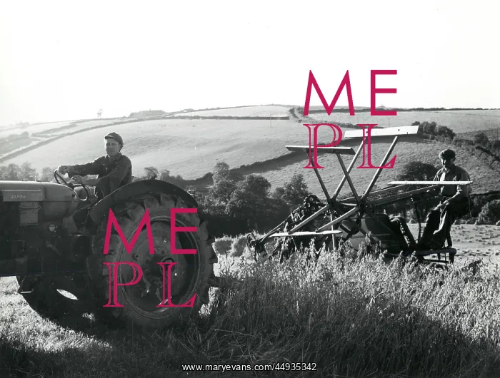 : Men using a reaping machine at harvest time, Cornwall : Men using a reaping machine at harvest time, Cornwall