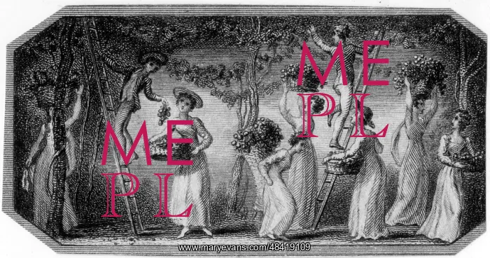  : Men and women picking fruit in an orchard
