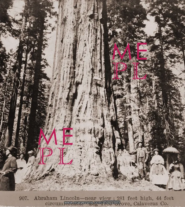 : Men and women stand beneath a mammoth sequoia ? : Men and women stand beneath a mammoth sequoia ?