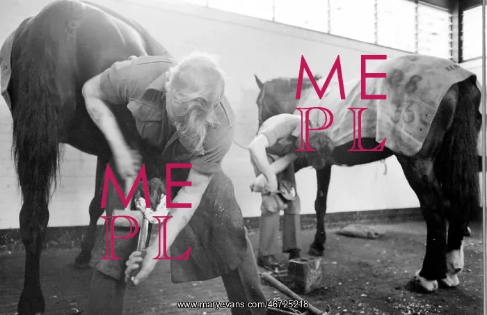 : Men at work on horses hooves : Men at work on horses hooves