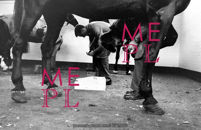 : Men at work on horses hooves : Men at work on horses hooves