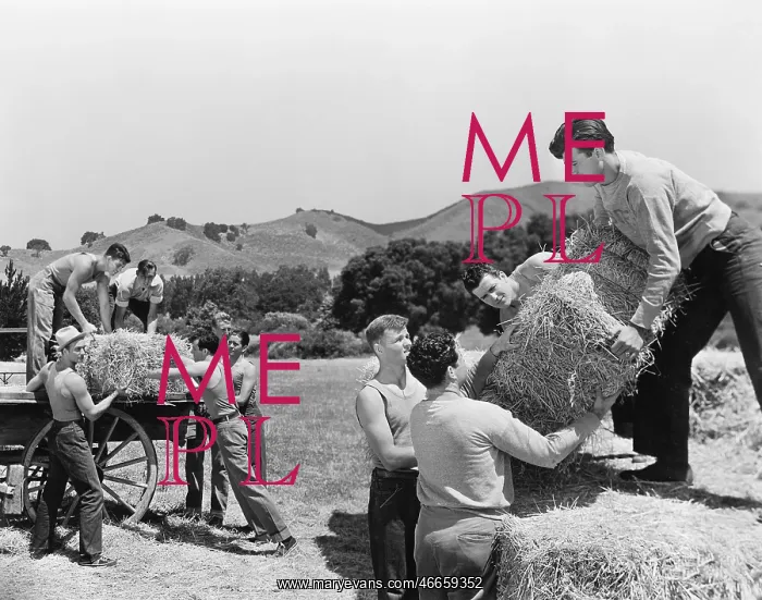 : Men working on a farm loading hay : Men working on a farm loading hay