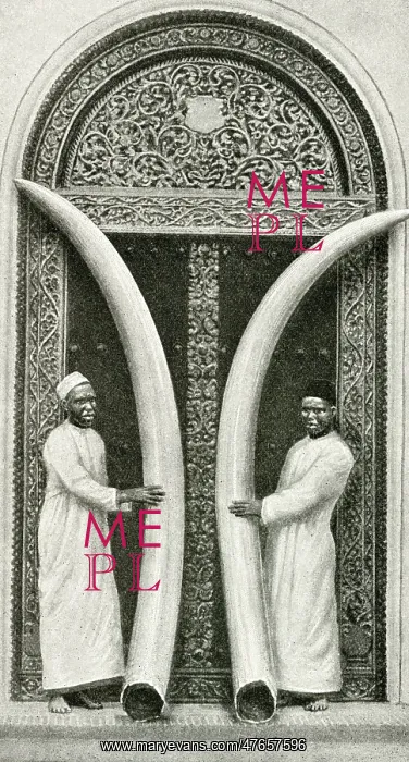: Men of Zanzibar holding large tusks, Tanzania, East Africa : Men of Zanzibar holding large tusks, Tanzania, East Africa