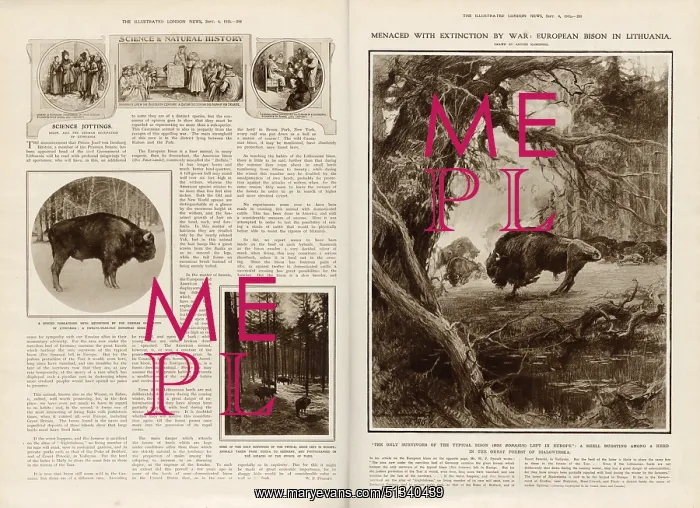 : Menaced with extinction by war - European Bison : Menaced with extinction by war - European Bison