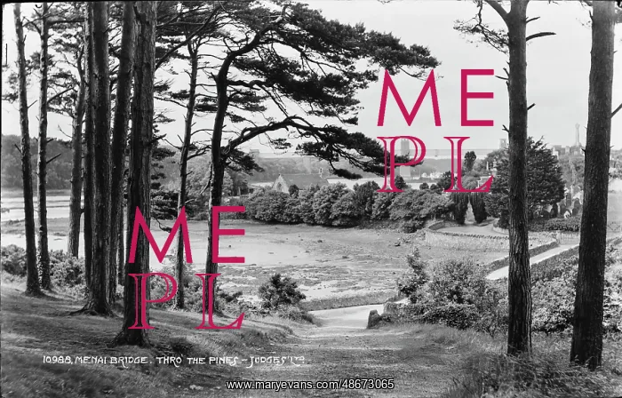 : Menai Bridge Through the Pines : Menai Bridge Through the Pines
