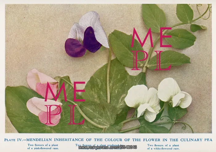 : Mendel - Peas Experiment - laws of Mendelian inheritance : Mendel - Peas Experiment - laws of Mendelian inheritance
