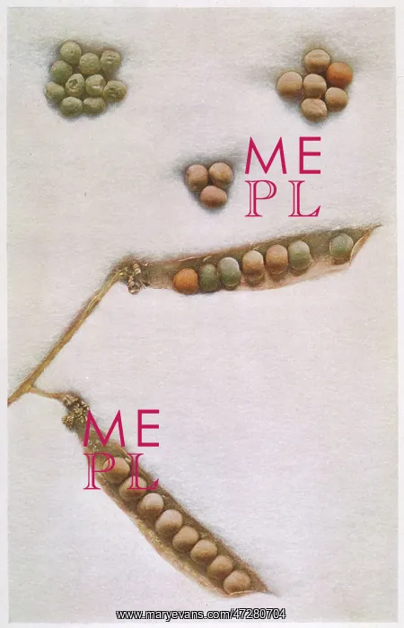 : Mendel - Peas Experiment - laws of Mendelian inheritance : Mendel - Peas Experiment - laws of Mendelian inheritance