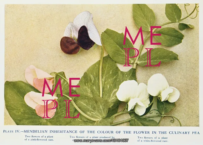: Mendelian inheritance of colour of flower in the : Mendelian inheritance of colour of flower in the